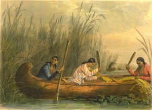 ワイルドライスの収集、1853年